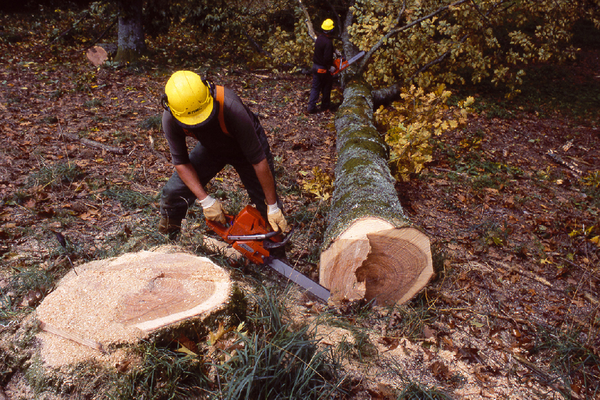 Exploitation Foresti re Cize L exploitation Foresti re R colter Du 