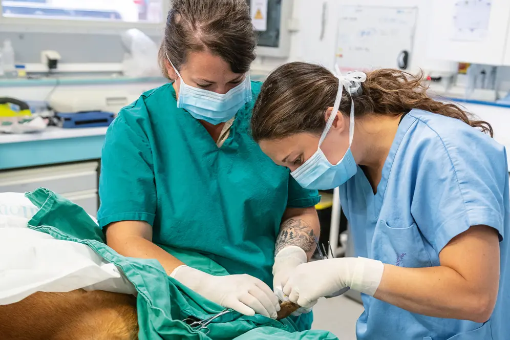 Étudiants en école vétérinaire lors d’un cours pratique en santé animale