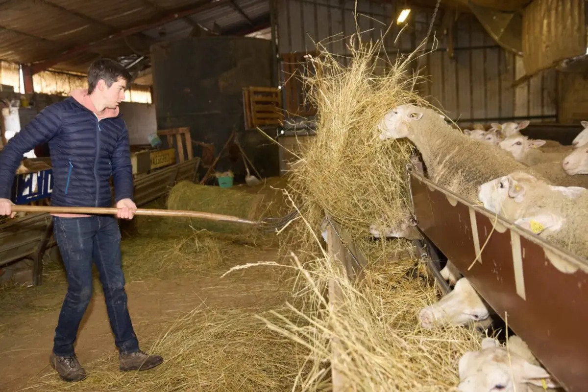 &Eacute;leveur donnant fourrage aux brebis dans une bergerie