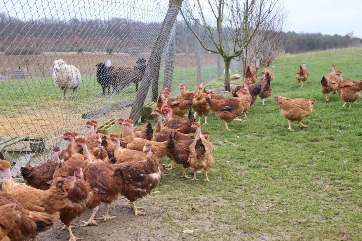 Poules en plein air