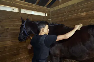 Pierre-Alfred brosse un cheval dans son &eacute;curie