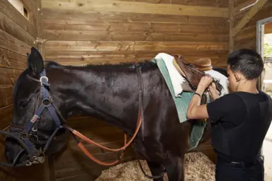 Pierre-Alfred selle un cheval dans une &eacute;curie