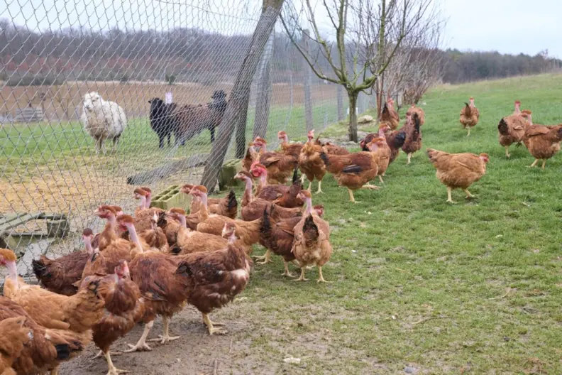 Poules en plein air