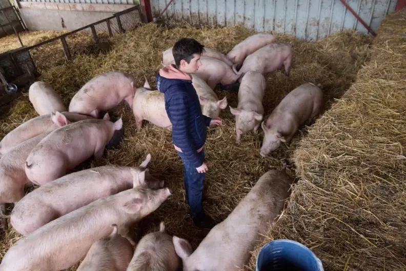 Eleveur au milieu de cochons dans une porcherie
