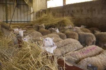 moutons dans une bergerie